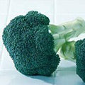 Green Magic Broccoli Seeds (25+ Seeds) by Unknown
