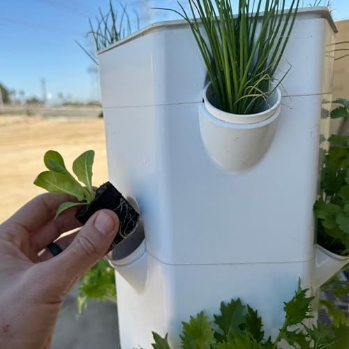 Butter Lettuce Seedlings: Ready-to-Plant, Starts, Starters, Plugs, Garden Ready, Live Plants, Transplants, Pre-Sprouted, Soil & Hydroponic Gardens (6 seedlings) - Image 4