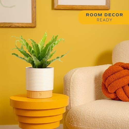 Costa Farms Bird's Nest Fern, Live Indoor Plant, Easy Care, Home Decor - Image 2