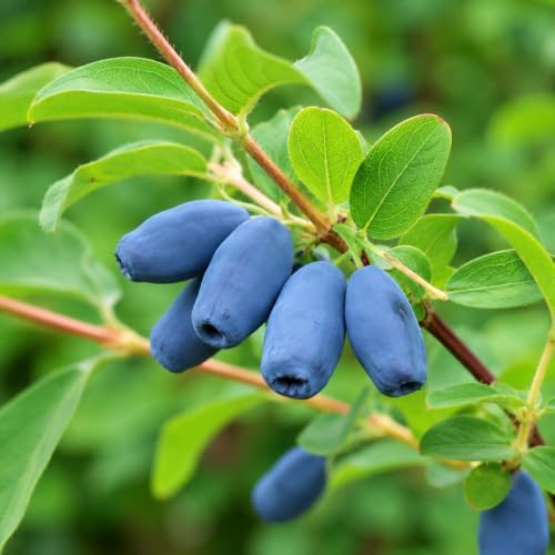 Indigo Treat Honeyberry (Haskap) Shrub - 6-12" Tall Live Plant by Unknown