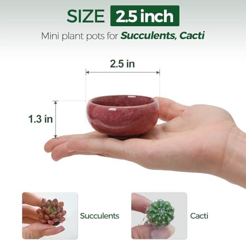 T4U Mini Succulent Pots, Small Shallow Ceramic Pots, Retro Gift Set of 12 - Image 2