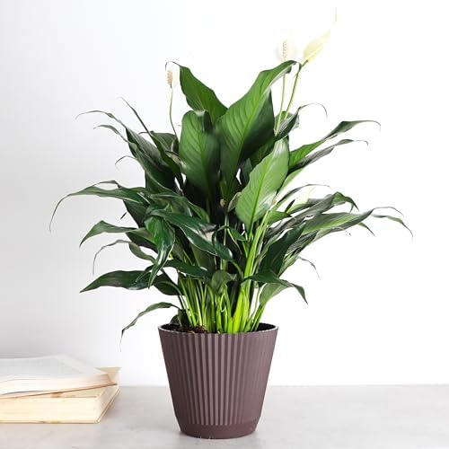 Live Peace Lily Plant, Spathiphyllum, Low Light, Easy to Grow, 6" Pot - Image 4
