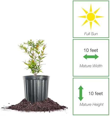 PERFECT PLANTS Wonderful Pomegranate Tree Large Delicious Fruit |, 1 Gal, Heavy Producer, 1 count - Image 2