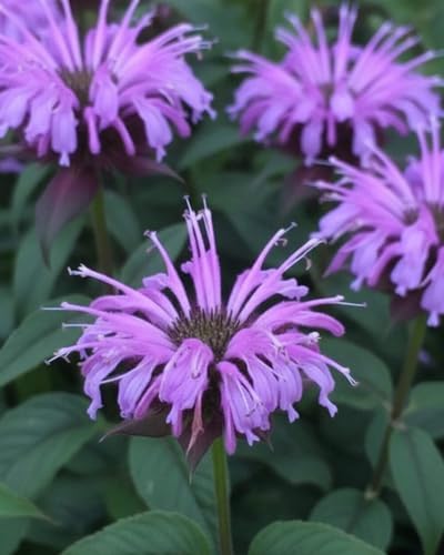 Perenial Farm Marketplace Monarda x 'Blue Moon' (Sugar Buzz® Bee Balm) Perennial,Size-#1 Container, Blue Flowers - Image 4
