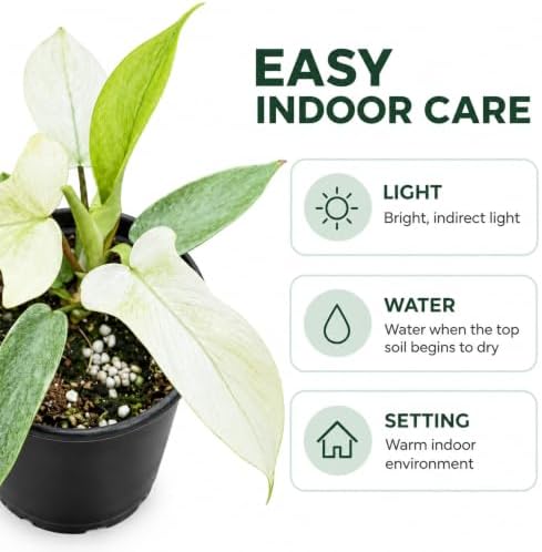 Philodendron Florida Ghost Live Plant - Rare Indoor Foliage House Plant - Image 3