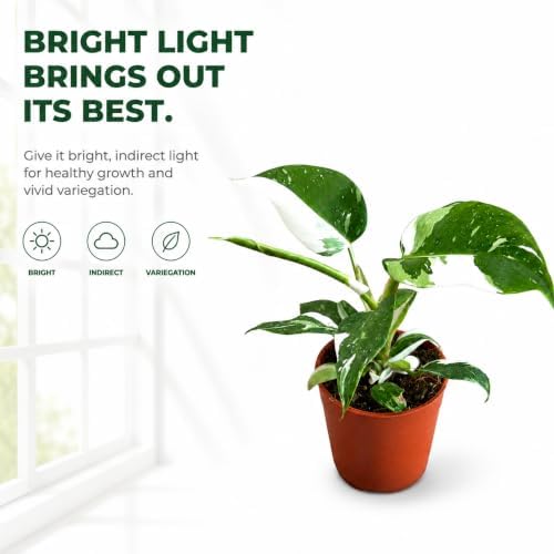 Philodendron White Princess Live Plant - Rare Variegated Indoor Houseplant - Image 4