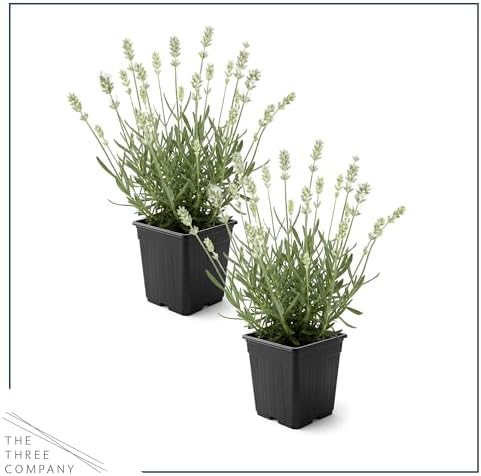 Lavender (2 Pack) - White Blooms, Live Fragrant & Aromatic Flowering Perennial, 10" Tall by 5" Wide in 1 Qt Pot - Image 3