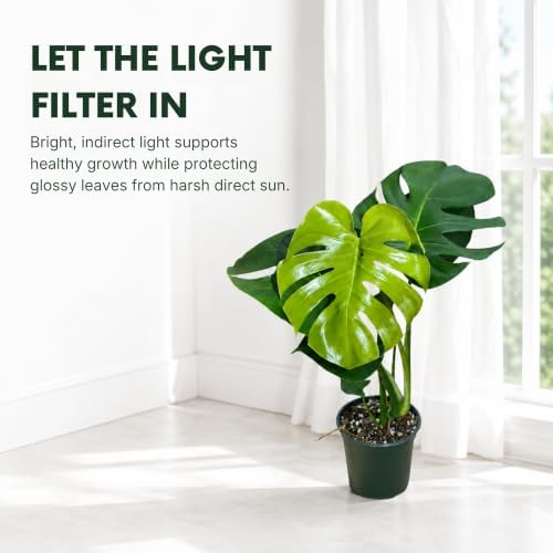 Monstera Deliciosa Live Plant, 4 Inch Swiss Cheese Houseplant - Image 3