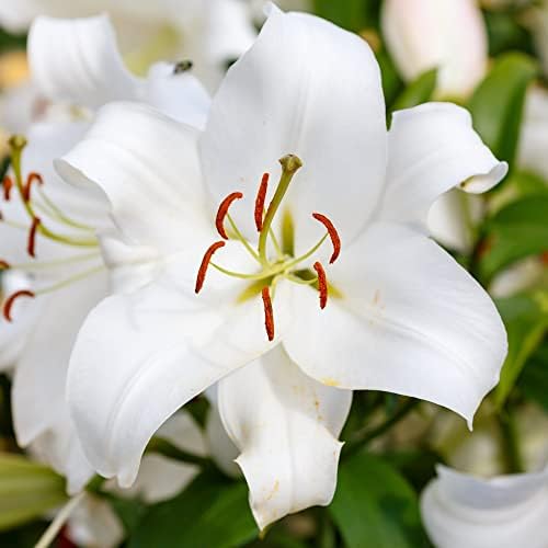 Easy to Grow Lilium Oriental Lily Casa Blanca - 3 Plant Bulbs, Fragrant White Flowers in Summer, Full Sun - Image 2