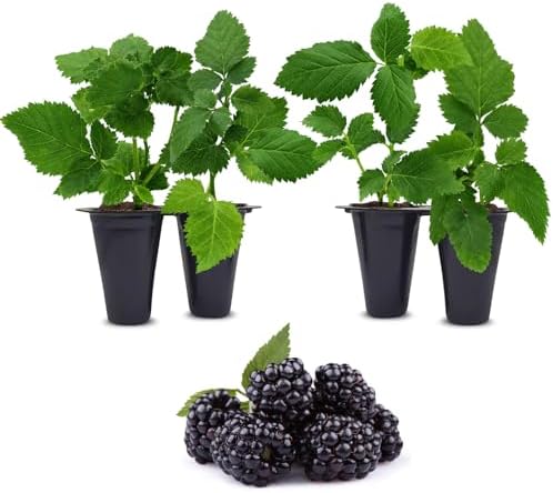 BlackBerry Plants Sweetie Pie (4 Pack) Live for Sale | Easy to Grow Plants | Edible Fruit Plant for Sustainable Living | Grow Your own Food on Your Organic Garden | Live for Planting | by FamPlants