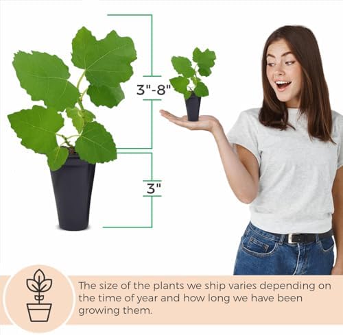 Fig Tree Celeste Live for Sale (4 Pack) | Easy to Grow Plants | Edible Fruit Plant for Sustainable Living | Grow Your own Food on Your Edible Organic Garden| Live for Planting| No Seeds - Image 5