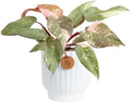 Costa Farms Pink Princess Philodendron, Live Indoor Plant, Tropical by Unknown