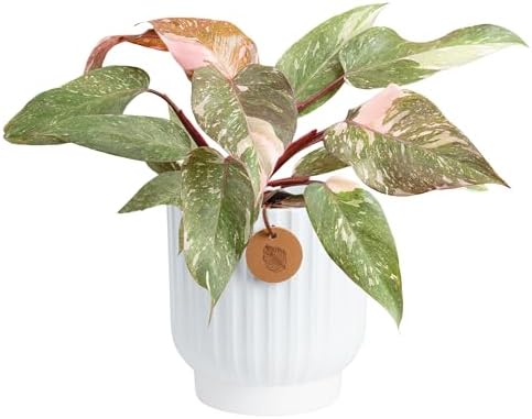 Costa Farms Pink Princess Philodendron, Live Indoor Plant, Tropical by Unknown