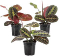 Live Red Prayer Plant, Pet Friendly, Easy to Grow, 4" Diameter Pot by ThorsensGreenhouse
