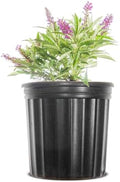 Perfect Plants Li'l Grape Butterfly Bush, 1 Gallon, Live Plant by PerfectPlantsNursery