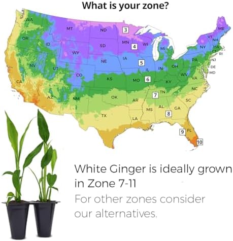 Ginger Root Plant (4 Pack) | Live Edible Plant for Planting | Grow Your Own Fresh Ginger at Home | Spicy & Aromatic Rhizome for Cooking & Tea | Easy to Grow Perennial for Organic Gardens - Image 3