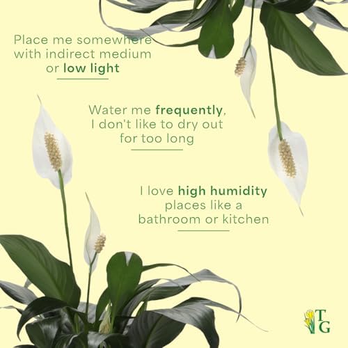 Live Peace Lily Plant, Spathiphyllum, Low Light, Easy to Grow, 4" Pot - Image 7