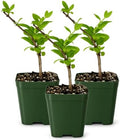 Honeysuckle Plant Live, White Fragrant Japanese Climbing, 2in Pot, 3-Pack by MyShelfie