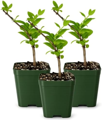 Honeysuckle Plant Live, White Fragrant Japanese Climbing, 2in Pot, 3-Pack by MyShelfie