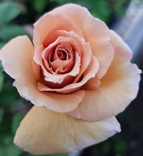 Butterscotch Climbing Roses Live Plants, Rose Bushes Ready to Plant, 2 Quart Pot, Live Plants Outdoor, Plant Gifts, Roses Live Plants, Outdoor Plants Live, Rose Bush, Climbing Roses - Image 5