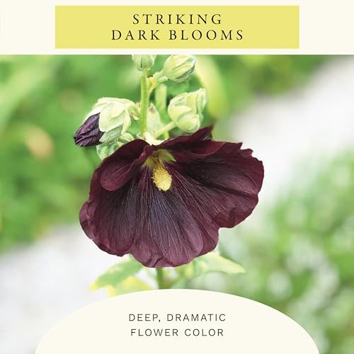 Sereniseed Nigra Hollyhock Seeds (1 oz) - Image 3