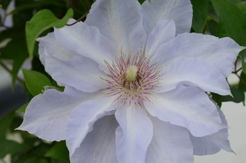 Perennial Farm Clematis Boulevard® Tranquilite™ Hybrid– Live Clematis Vine in 4 Quart Container, Pale Lavender Blooms, Compact Climber, Long Blooming, Ideal for Trellises, Containers & Fences - Image 3