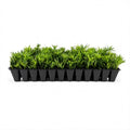 Dwarf Podocarpus Macrophyllus Pringles - 10 Live Plants - Dense Evergreen Low Hedge or Bonsai by FloridaFoliage