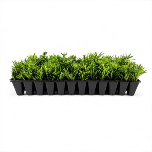 Dwarf Podocarpus Macrophyllus Pringles - 10 Live Plants - Dense Evergreen Low Hedge or Bonsai by FloridaFoliage