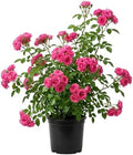 Climbing Roses Live Plants 5-8 "Tall 3" Pot, Heirloom Roses Climber Repeat Flowering, Vibrant Blooms, Hardy Shrub Outdoor Garden Flower (Pink) by Unknown