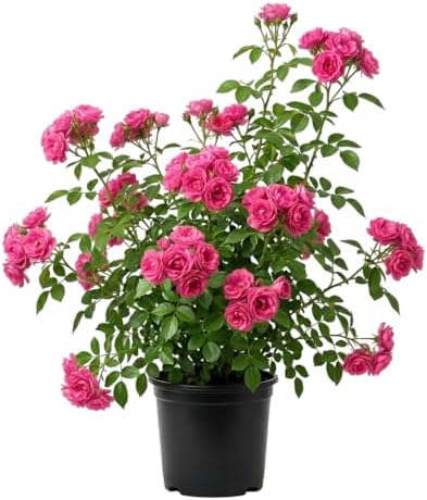 Climbing Roses Live Plants 5-8 "Tall 3" Pot, Heirloom Roses Climber Repeat Flowering, Vibrant Blooms, Hardy Shrub Outdoor Garden Flower (Pink) by Unknown
