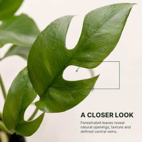 Mini Monstera Live Plant, 4 Inch Rare Rhaphidophora Tetrasperma - Image 2