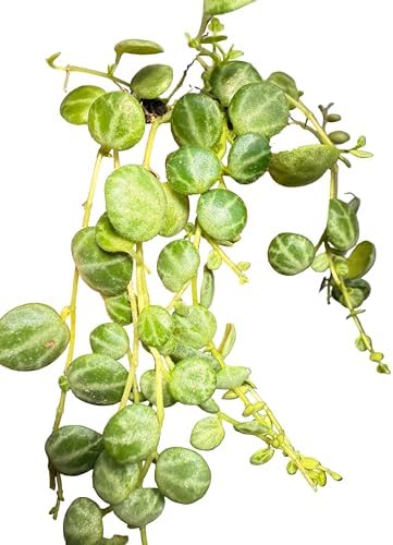 Live String of Turtles Plant, Peperomia Prostrata, 2-Inch Pot, Indoor Trailing Houseplant - Image 7