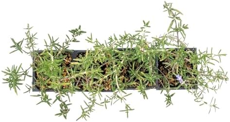 4 Huntington Carpet Rosemary in 3.5" Nursery Cubes | Rosmarinus officinalis ‘Huntington' | Low-Growing Evergreen Herb for Groundcover, Gardens & Containers - Image 6