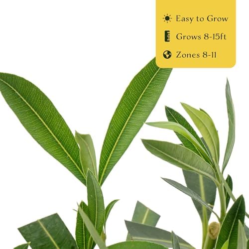 12 Nerium Red Oleander in 2.5” Nursery Cubes (Nerium Oleander ‘Jannoch’) | Red-Flowering Evergreen Shrub or Small Tree for Hedges, Privacy Screens, and Containers | Ready-to-Plant Live Starter Plants - Image 6