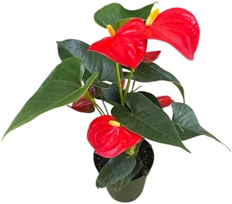 Anthurium (12"-14" Tall) Unique and Gorgeous Live Indoor Plant, Easy Care and Easy to Grow, Bloom Plant, 4 inch Pot (Orange) by hopewindplants