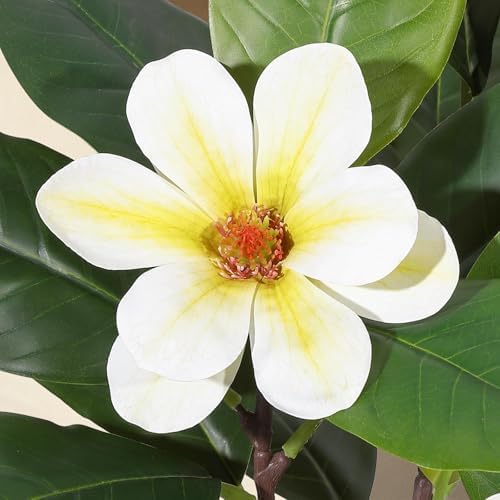4 Inch Artificial Magnolia Tree with Pot, Faux Flower Tree with White Magnolia Blooms and Green Leaves, Potted Artificial Plant for Living Room, Bedroom, Office, Entryway, Store, Home Dector - Image 5