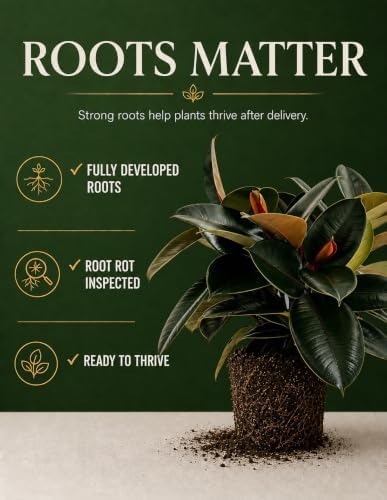 Rubber Tree Live House Plant - Large Indoor Air Purifier Plant - Dark Shiny Petals - Indoor Plants Live Houseplants for Room Decor - Elegant Ficus Burgundy Live House Plants - Image 6