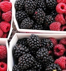 Greenwood Nursery: Live Berry Fruit Plants - Ouachita BlackBerry from Tissue Culture - [Qty: 5X 3.5 Pot] - (Click for Other Available Plants/Quantities) - Image 3