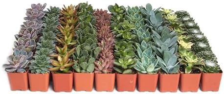 Shop Succulents Assorted Succulent Plant Pack Bulk Collection - Live Mini Succulent Plants, Low Maintenance, Mixture of Colors & Textures - Wedding and Party Favors, Gift & Garden, Pack of 32 by ShopSucculents