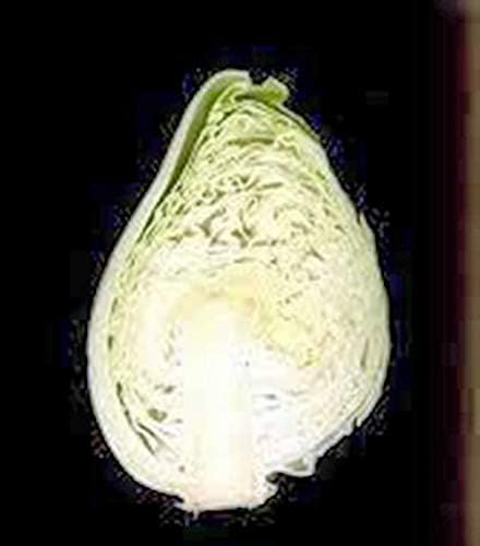 Cabbage Seed, Early Jersey Wakefield, Heirloom, Non GMO, 100 Seeds, Tasty Healthy Veggie - Image 3