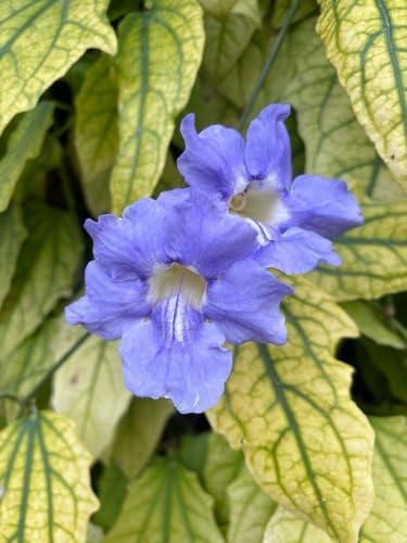 Thunbergia Grandiflora Plants | Pack of 2 (Two) | 5-9 Inch Blue Trumpet Vine | Sky Vine/Bengal Clock Vine | Fast-Growing Large Climber for Fences, Arbors & Privacy Screens - Image 2