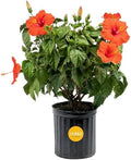 Costa Farms Hibiscus, Live Outdoor Plant, Easy Care, Home Decor by Unknown