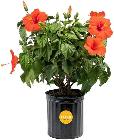 Costa Farms Hibiscus, Live Outdoor Plant, Easy Care, Home Decor by Unknown