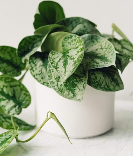 American Plant Exchange Silver Splash Pothos – Live 6-Inch Potted Satin Pothos Vine, Easy-Care Air Purifying Houseplant, Fast-Growing Indoor Plant for Home, Office & Modern Tropical Indoor Décor - Image 5