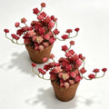 Artificial Red Trailing Rosette Succulent Potted Plant, Small Plants 2 Pack by QenyiHPD