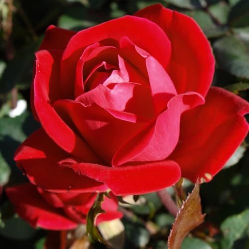 Brighter Blooms Double Knock Out® Rose Shrub, 2 Gallon - Image 3