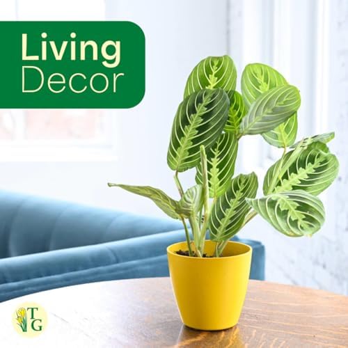 Live Lemon Lime Prayer Plant, Pet Friendly, Easy to Grow, 4" Pot - Image 4