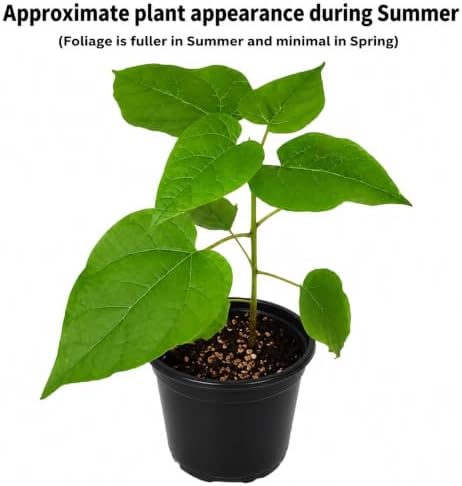 Northern Catalpa Tree - 10-16" Tall Live Plant - 4" Pot - Image 2