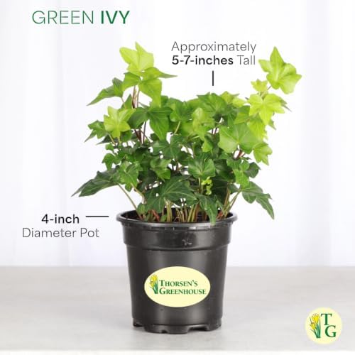 Live Hahn's Green Ivy Plant, Vining Indoor Plant, 4" Pot - Image 6
