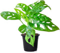 American Plant Exchange Monstera Adansonii – Live 4-Inch Pot Swiss Cheese Vine Plant, Small Easy-Care Trailing Houseplant, Low-Maintenance Air Purifying Plant for Home, Office & Garden Décor by AmericanPlantExchange